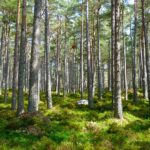 Wilderness Act of 1964