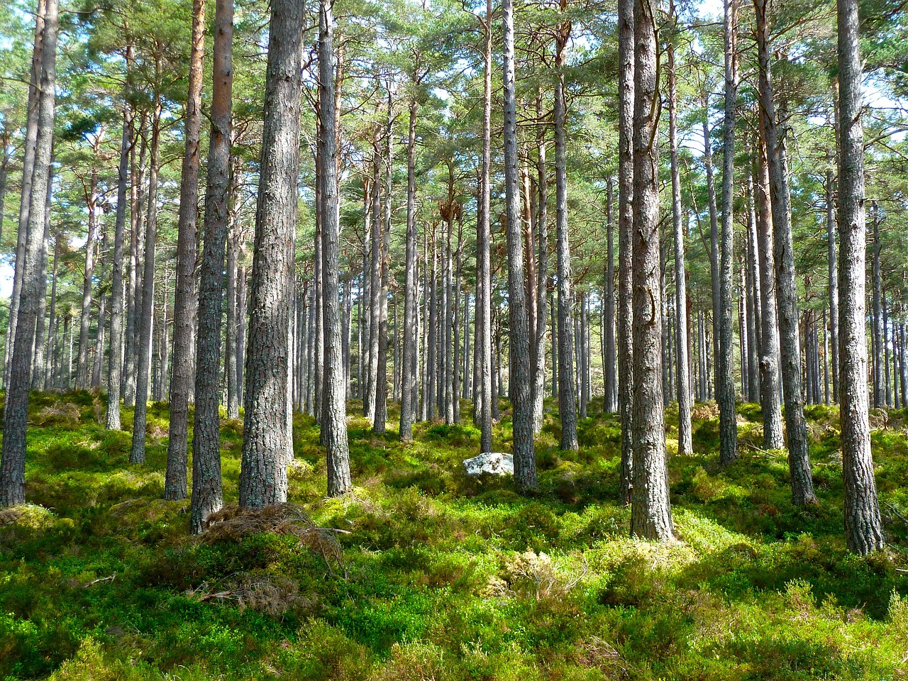 Wilderness Act of 1964